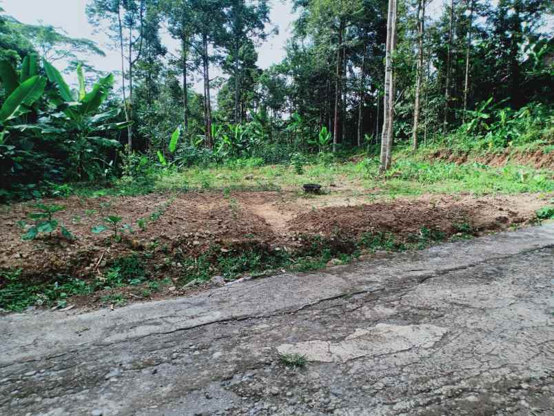 tanah kebun durian siap panen mojogedang karanganyar