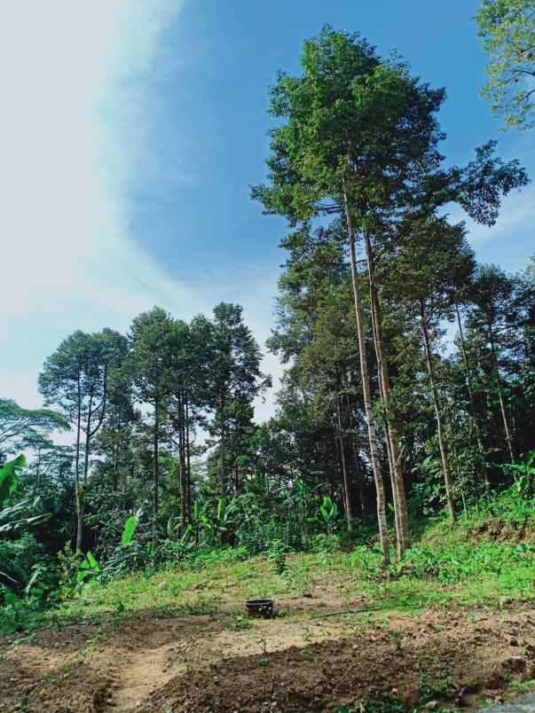 tanah kebun durian siap panen mojogedang karanganyar