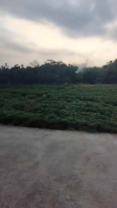 tanah kebun rata dan subur view gunung