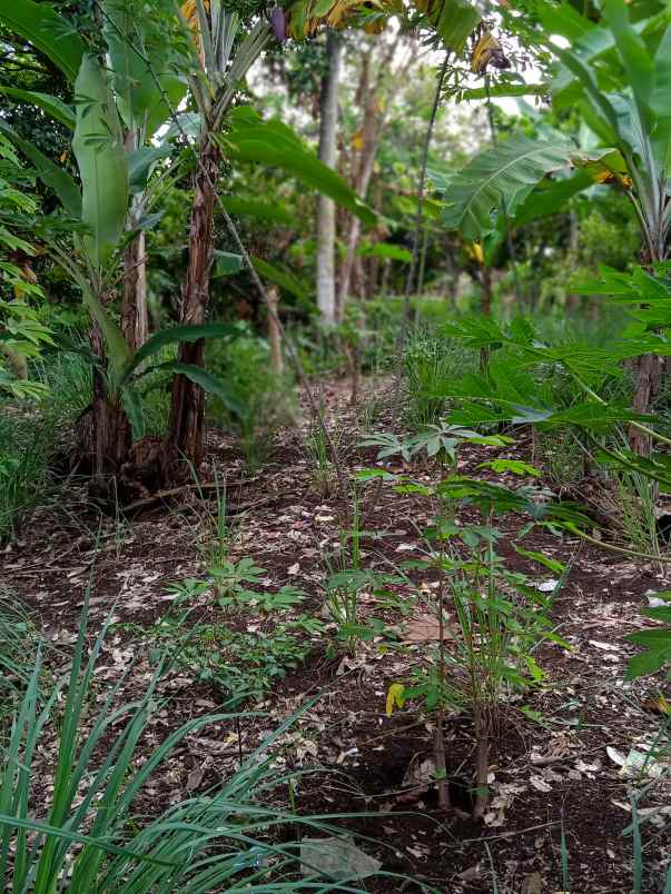 tanah luas 7000 m2 di batu putu bandar lampung