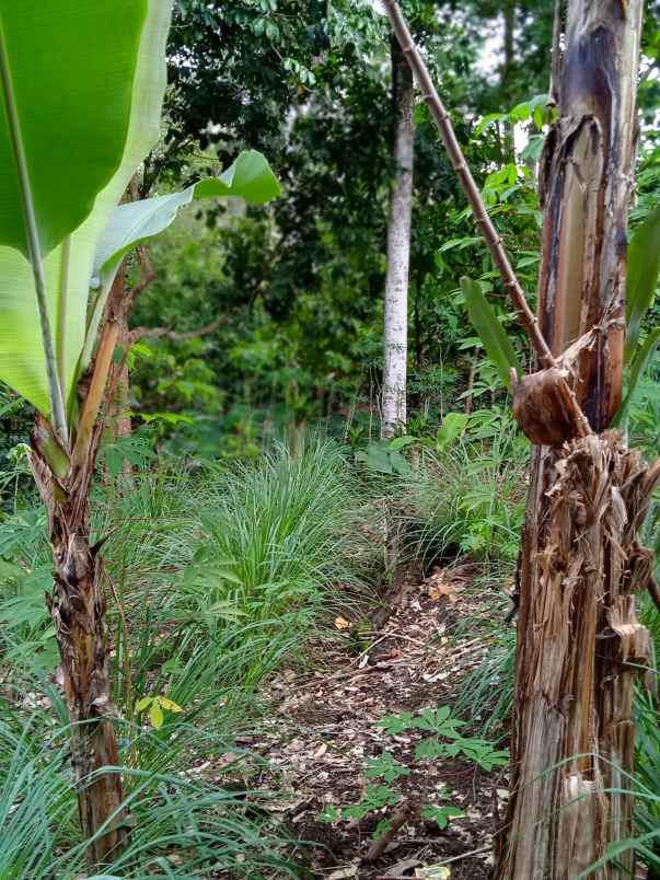 tanah luas 7000 m2 di batu putu bandar lampung