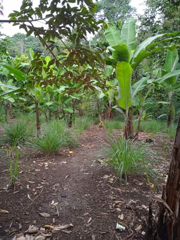 tanah luas 7000 m2 di batu putu bandar lampung