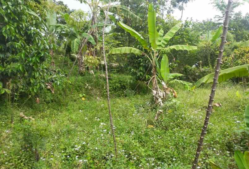 tanah murah untuk rumah tinggal atau villa view lepas