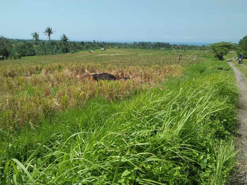 tanah selemadeg tabanan