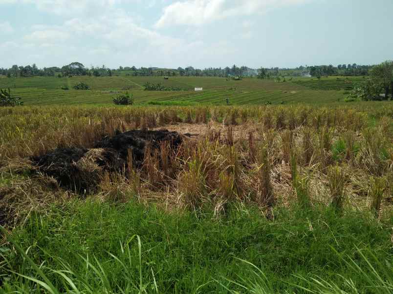 tanah selemadeg tabanan