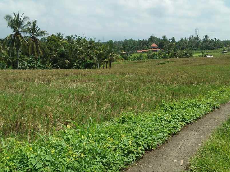 tanah selemadeg tabanan