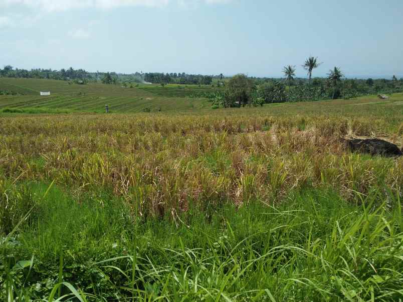 tanah selemadeg tabanan