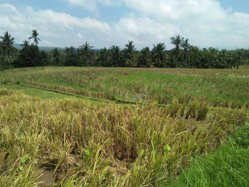 tanah selemadeg tabanan