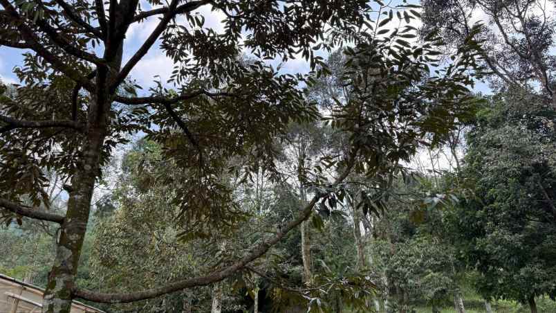 dijual kebun durian sudah berbuah di cijeruk bogor