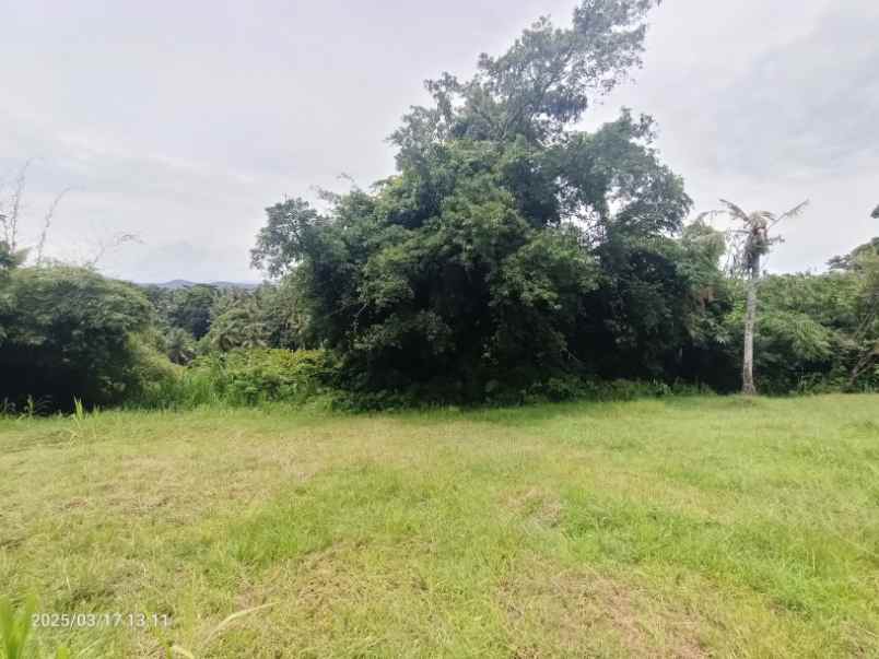 dijual tanah antap tabanan bali