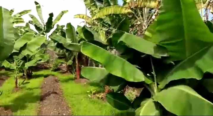 dijual tanah jl kayumanis raya depan