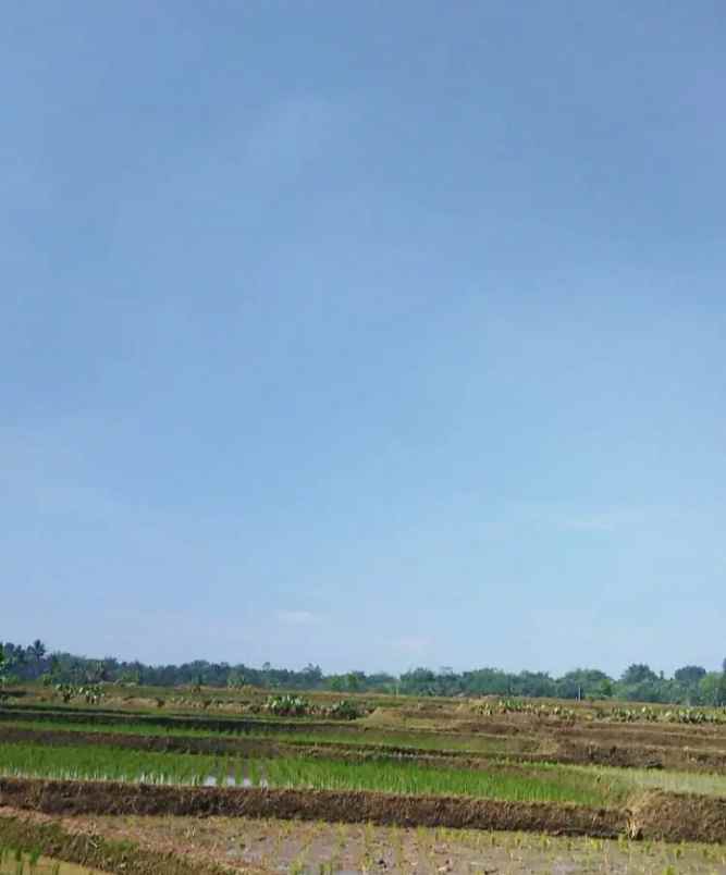 dijual tanah jl kp cibinong