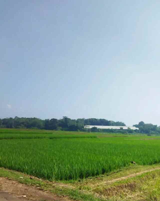 dijual tanah jl kp cibinong