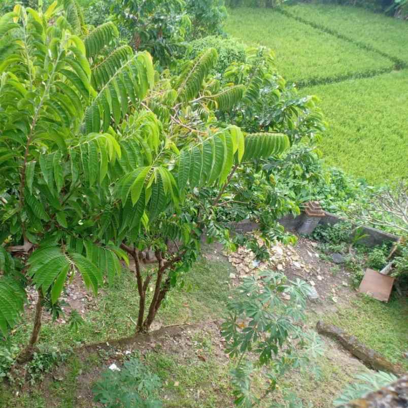 dijual tanah kesiman