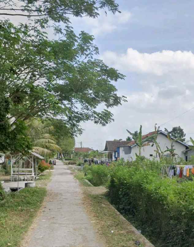 dijual tanah klatakan tanggul jember