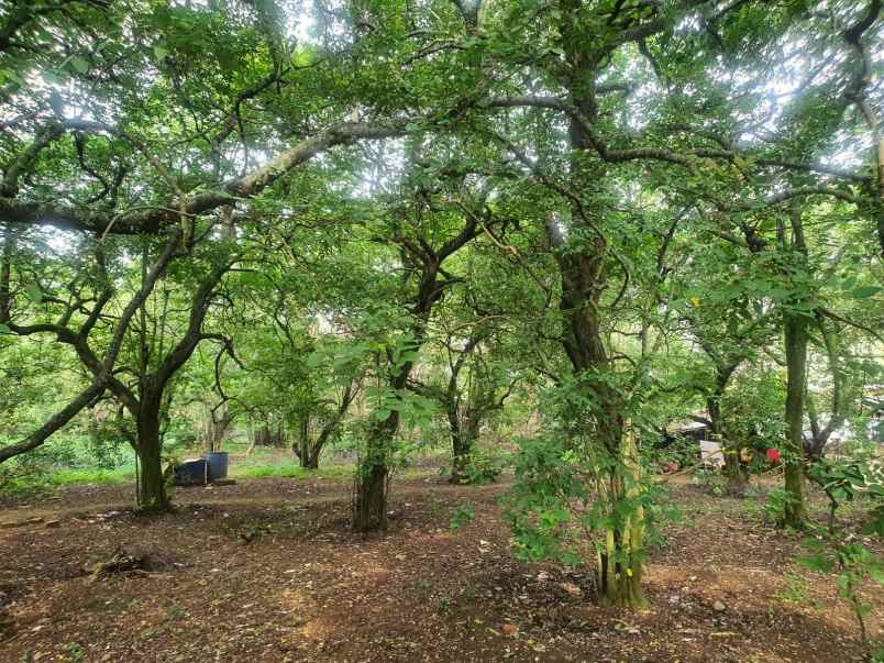 dijual tanah rangkapan jaya kec