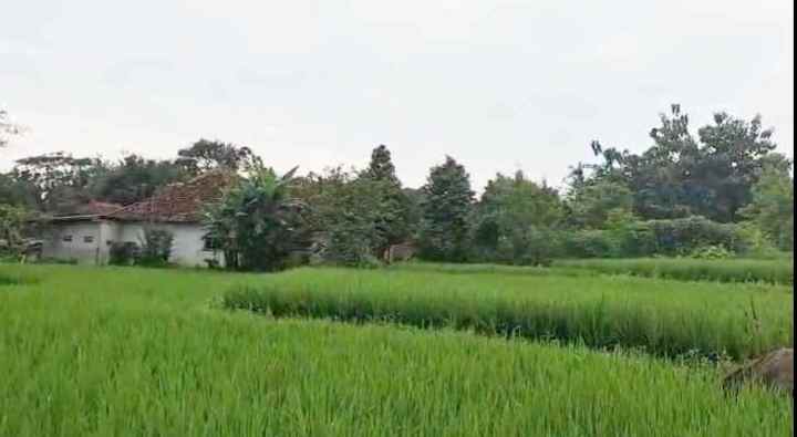 dijual tanah sawah di sindangkempeng kuningan