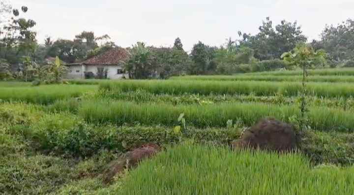 dijual tanah sawah di sindangkempeng kuningan