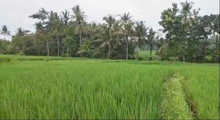 dijual tanah sawah di sindangkempeng kuningan