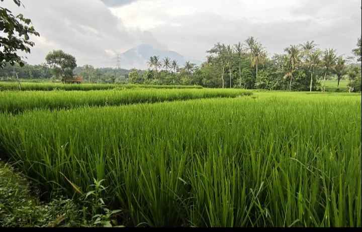 dijual tanah sawah di sindangkempeng kuningan