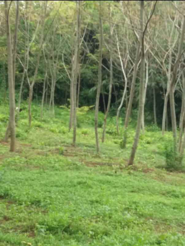 disewakan atau kerja sama tanah 5000m di purwakarta