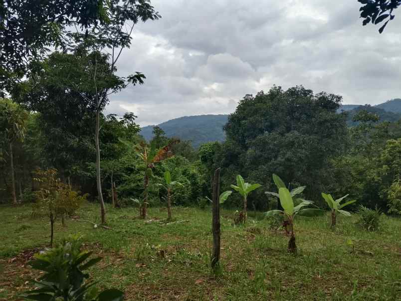 for sale lahan kebun cijambe subang jawa barat