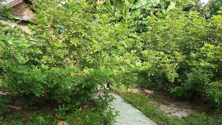 rumah dngan halaman luas siap huni