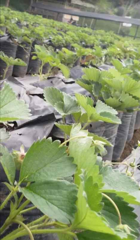 rumah villa ada kebun strawberry siap petik di lembang
