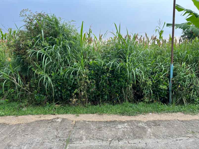 tanah 3550m cocok untuk kebun buah karanganyar