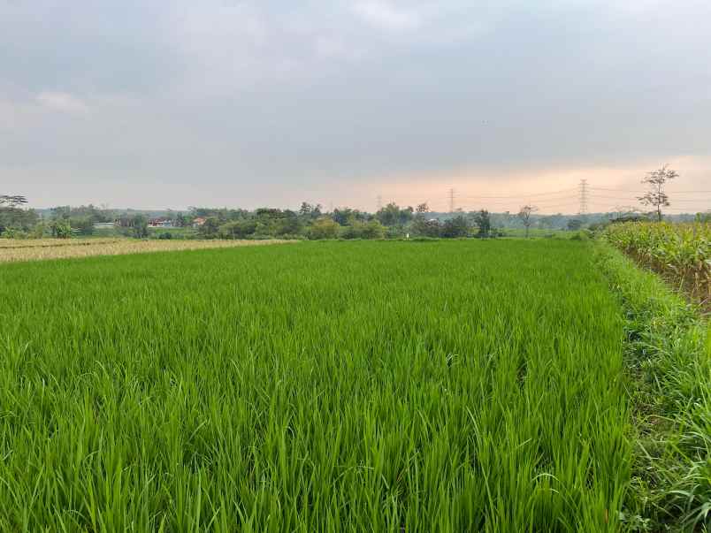 tanah 3550m cocok untuk kebun buah karanganyar