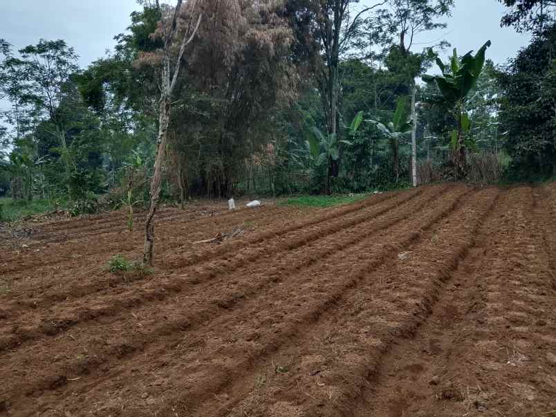 tanah dekat perkebunan teh ciater subang