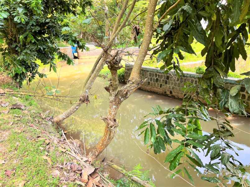 tanah dekat sungai sawah mojogedang karanganyar
