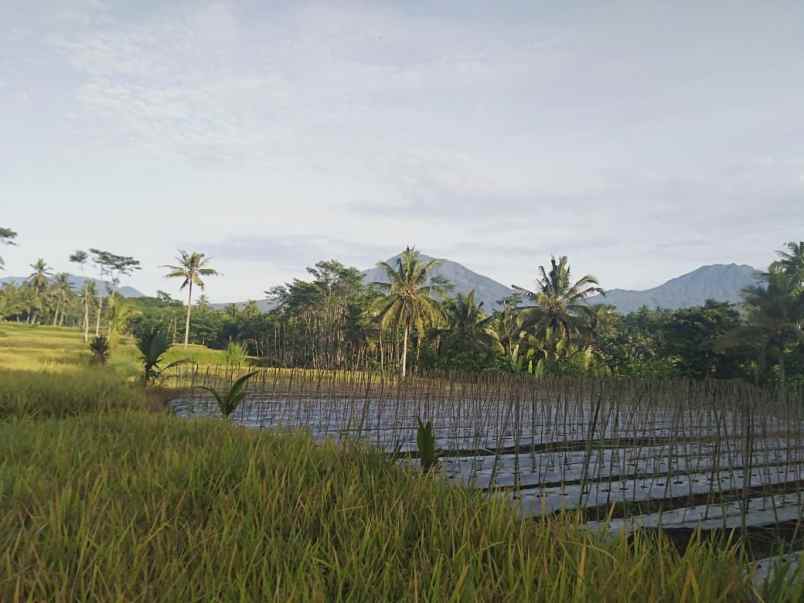tanah desa tamansari kecamatan