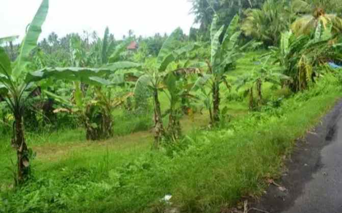 tanah gunung salak selemadeg