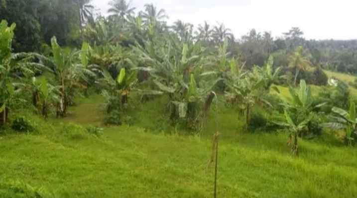 tanah gunung salak selemadeg