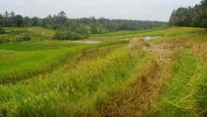 tanah gunung salak selemadeg