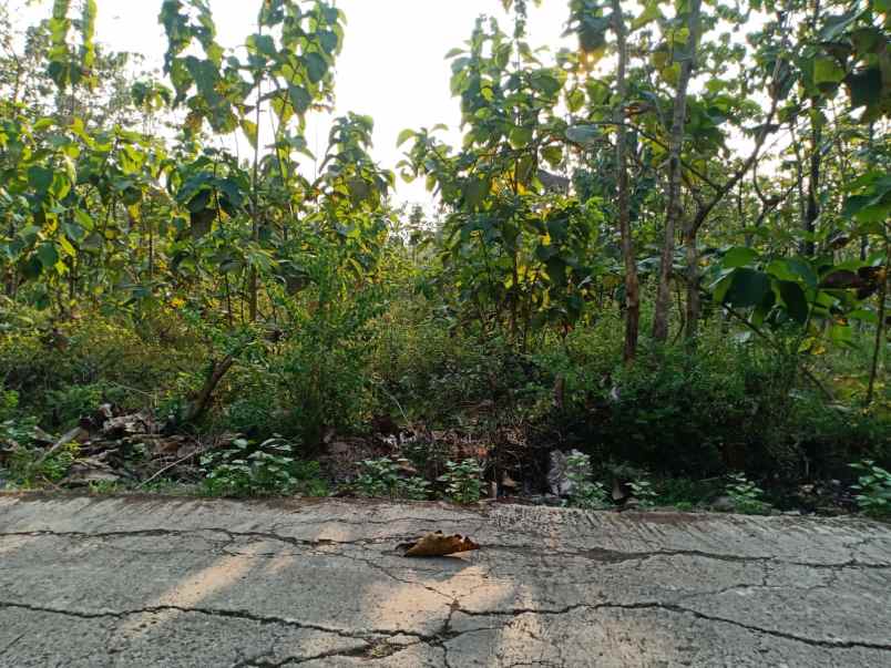 tanah kebun jati 729m 150 juta negoo sragen