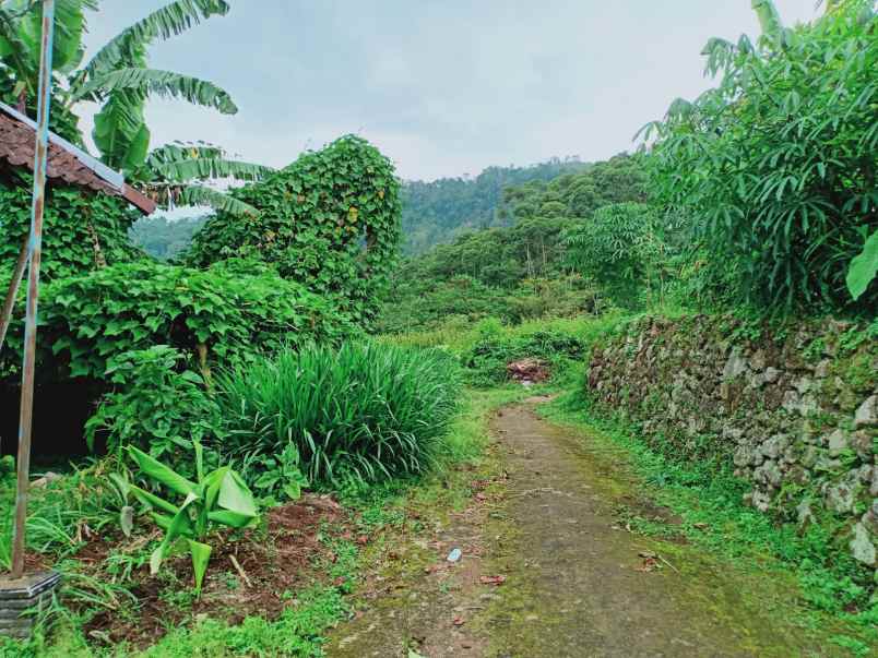 tanah kemuning ngargoyoso