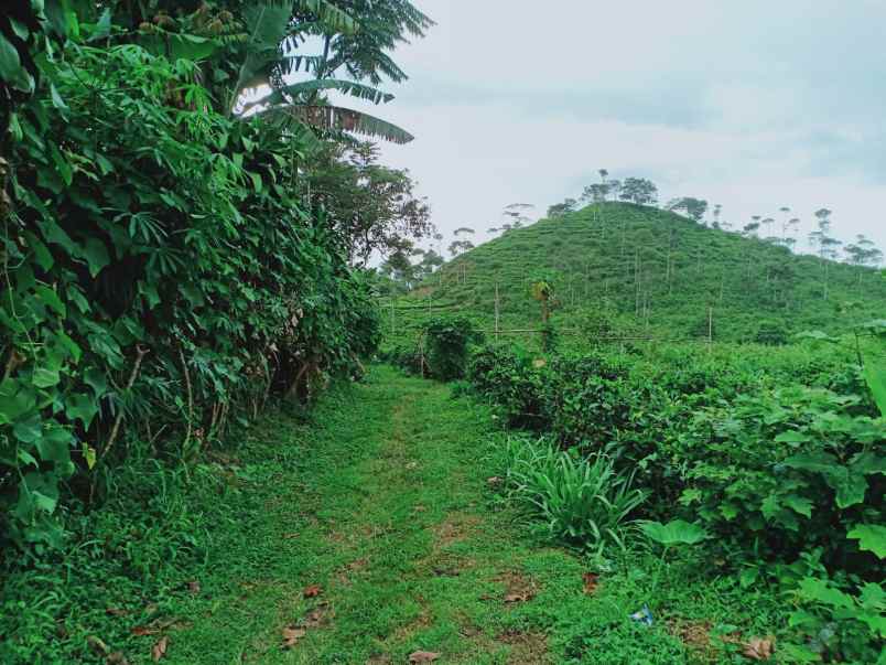 tanah kemuning ngargoyoso