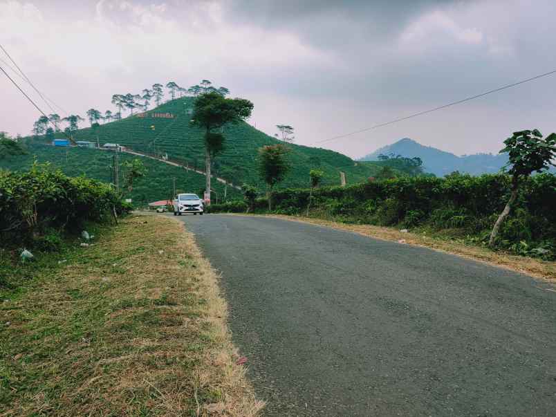 tanah kemuning ngargoyoso