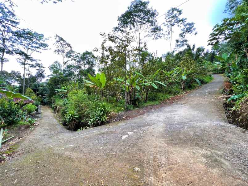 tanah kemuning ngargoyoso