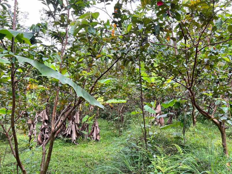 tanah kemuning ngargoyoso