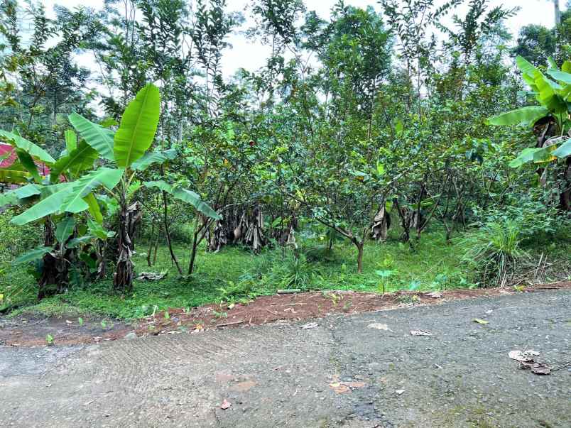 tanah kemuning ngargoyoso