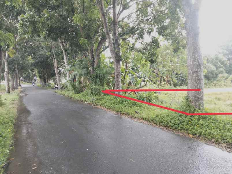 tanah plaosan tlogoadi selatan