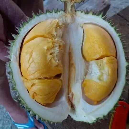 dijual lokasi kebun durian di sukabumi