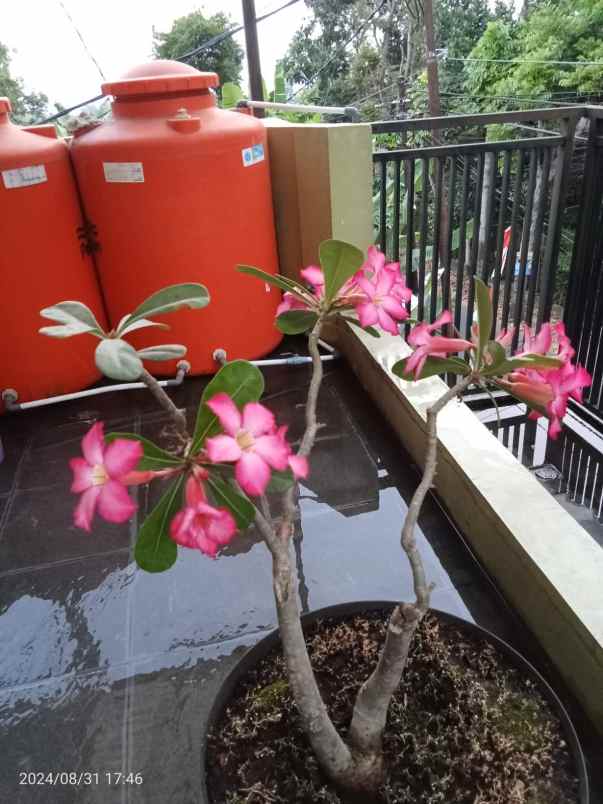 dijual rumah jalan kamarung