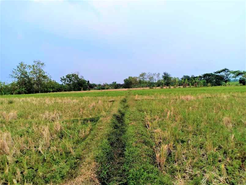 dijual sawah subur 225 juta kedawung sragen