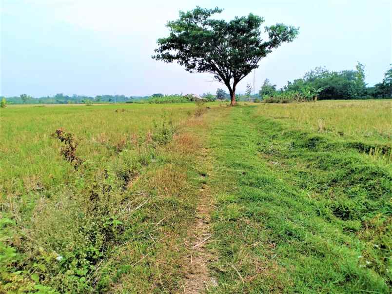 dijual sawah subur 225 juta kedawung sragen
