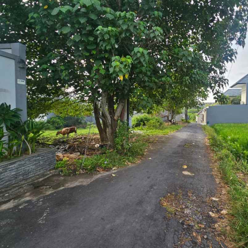 dijual tanah bumbak umalas