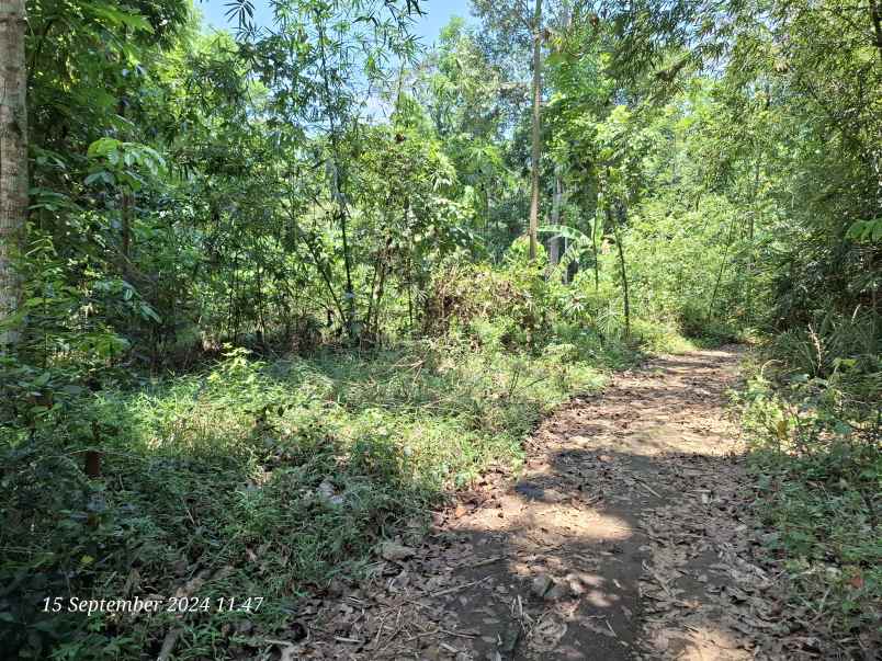 dijual tanah investasi di gunungpati semarang